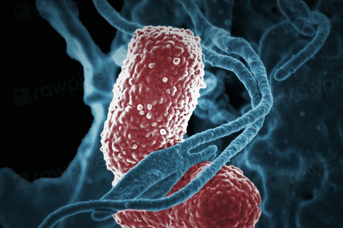 生物学英文系列之——细胞学说